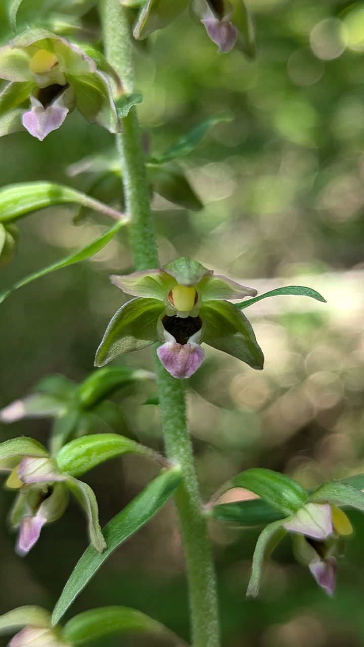 Épipactis helleborine